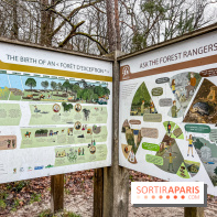 Le sentier de l'érosion à Fontainebleau - balade en forêt - IMG 6593
