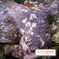 Le sentier de l'érosion à Fontainebleau - balade en forêt -  A7C4645