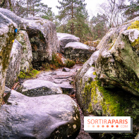 Le sentier de l'érosion à Fontainebleau - balade en forêt -  A7C4647