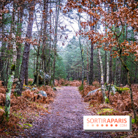 Le sentier de l'érosion à Fontainebleau - balade en forêt -  A7C4633