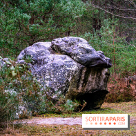 Le sentier de l'érosion à Fontainebleau - balade en forêt -  A7C4628