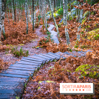 Le sentier de l'érosion à Fontainebleau - balade en forêt -  A7C4596 HDR