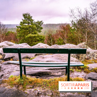 Le sentier de l'érosion à Fontainebleau - balade en forêt -  A7C4566