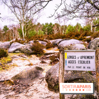 Le sentier de l'érosion à Fontainebleau - balade en forêt -  A7C4561