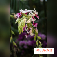 1001 Orchidées 2024, les photos de l'exposition florale dans les Grandes Serres du Muséum -  A7C5216
