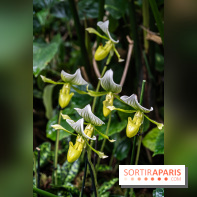 1001 Orchidées 2024, les photos de l'exposition florale dans les Grandes Serres du Muséum