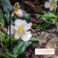 1001 Orchidées 2024, les photos de l'exposition florale dans les Grandes Serres du Muséum