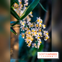 1001 Orchidées 2024, les photos de l'exposition florale dans les Grandes Serres du Muséum