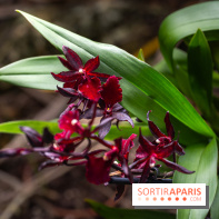 1001 Orchidées 2024, les photos de l'exposition florale dans les Grandes Serres du Muséum -  A7C5228
