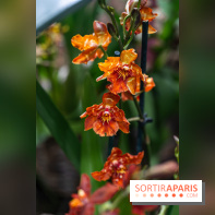 1001 Orchidées 2024, les photos de l'exposition florale dans les Grandes Serres du Muséum