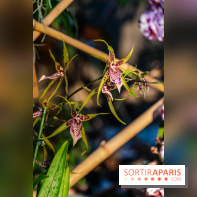 1001 Orchidées 2024, les photos de l'exposition florale dans les Grandes Serres du Muséum