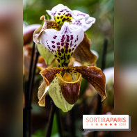 1001 Orchidées 2024, les photos de l'exposition florale dans les Grandes Serres du Muséum