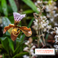 1001 Orchidées 2024, les photos de l'exposition florale dans les Grandes Serres du Muséum