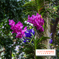 1001 Orchidées 2024, les photos de l'exposition florale dans les Grandes Serres du Muséum