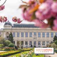 Visuel Paris 5e -  jardin des plantes - museum - printemps - cerisiers