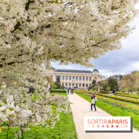 Visuel Paris 5e - jardin des plantes  - printemps - cerisiers