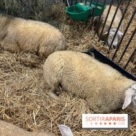 Salon de l'agriculture 2024 - image00048