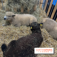 Salon de l'agriculture 2024