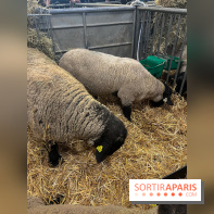 Salon de l'agriculture 2024