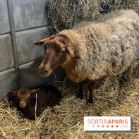 Salon de l'agriculture 2024 - image00020