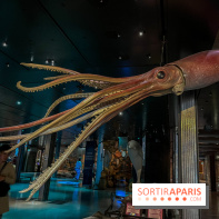 Grande Galerie de l'évolution- visuels 2024 - image00109