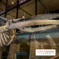 Grande Galerie de l'évolution- visuels 2024 - image00117