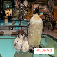 Grande Galerie de l'évolution- visuels 2024 - image00099