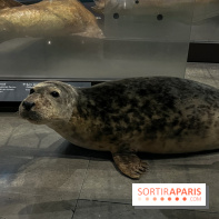 Grande Galerie de l'évolution- visuels 2024 - image00103