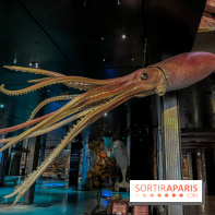 Grande Galerie de l'évolution- visuels 2024 - image00108