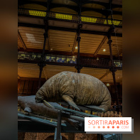 Grande Galerie de l'évolution- visuels 2024
