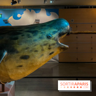 Grande Galerie de l'évolution- visuels 2024 - image00094