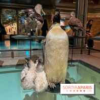 Grande Galerie de l'évolution- visuels 2024 - image00095