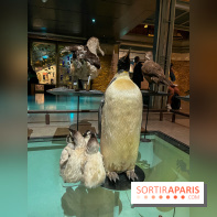 Grande Galerie de l'évolution- visuels 2024 - image00096