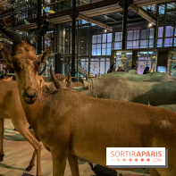 Grande Galerie de l'évolution- visuels 2024 - image00085