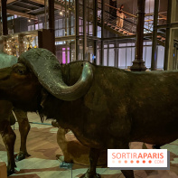 Grande Galerie de l'évolution- visuels 2024 - image00086