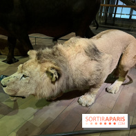 Grande Galerie de l'évolution- visuels 2024 - image00088