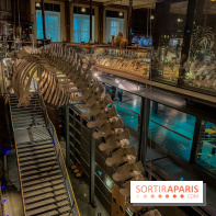 Grande Galerie de l'évolution- visuels 2024 - image00074