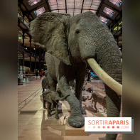 Grande Galerie de l'évolution- visuels 2024 - image00064