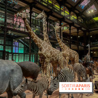 Grande Galerie de l'évolution- visuels 2024 - image00065