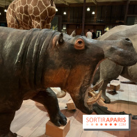 Grande Galerie de l'évolution- visuels 2024 - image00053