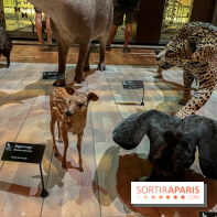 Grande Galerie de l'évolution- visuels 2024 - image00054