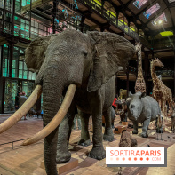 Grande Galerie de l'évolution- visuels 2024 - image00062