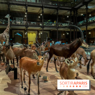 Grande Galerie de l'évolution- visuels 2024
