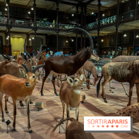 Grande Galerie de l'évolution- visuels 2024 - image00049