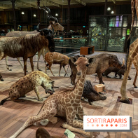 Grande Galerie de l'évolution- visuels 2024 - image00050