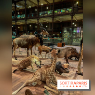 Grande Galerie de l'évolution- visuels 2024 - image00051