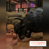 Grande Galerie de l'évolution- visuels 2024 - image00036