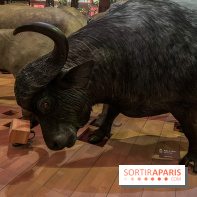 Grande Galerie de l'évolution- visuels 2024 - image00037