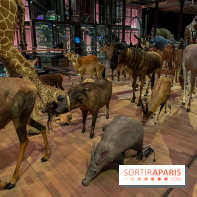 Grande Galerie de l'évolution- visuels 2024 - image00038