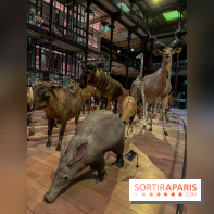 Grande Galerie de l'évolution- visuels 2024